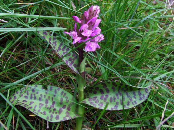Heath spotted-orchid (3)