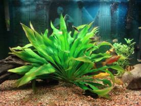 Carpet aquarium plants (2)