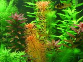 Carpet aquarium plants (22)