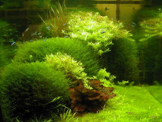 Carpet aquarium plants (8)