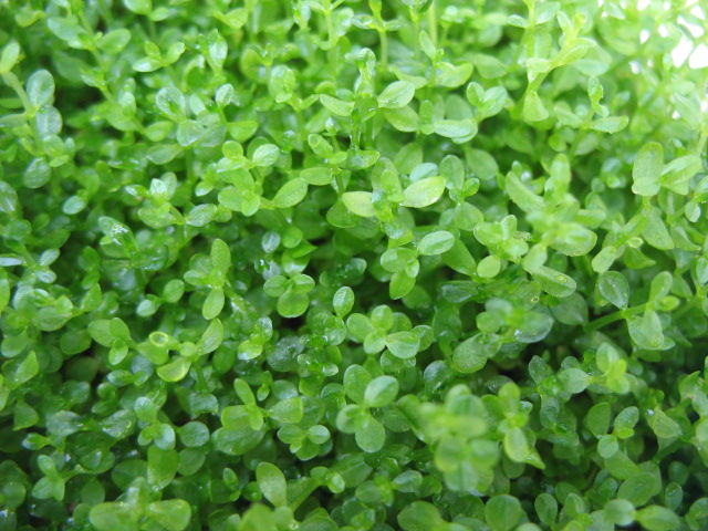 hemianthus-micranthemoides-carpet-aquarium-plants